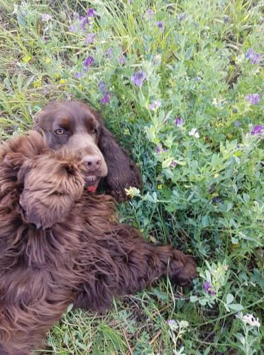 HiiessaareValhalla puhkemaja Hiiumaal的一只棕色的狗躺在鲜花丛中