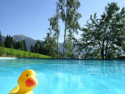 Pill格拉芬纳斯特酒店的橡皮鸭坐在水塘里