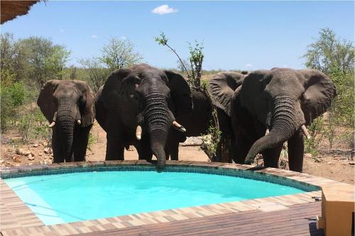 帕拉博鲁瓦Bushvilla Umoja Kruger的三头大象站在游泳池前