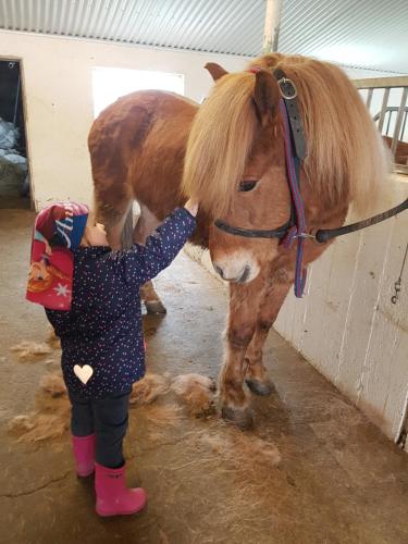 博尔加内斯Gíslaholt的一个小女孩在谷仓里 ⁇ 马