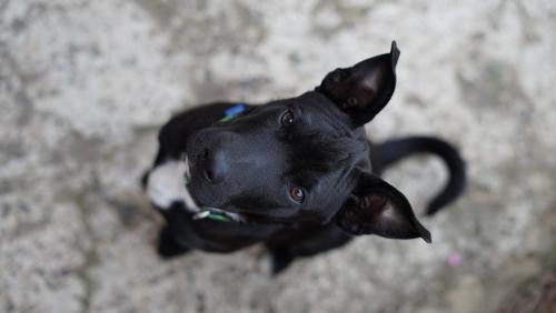 贝加德圣马特奥Camino Art House的一只小黑狗躺在地上