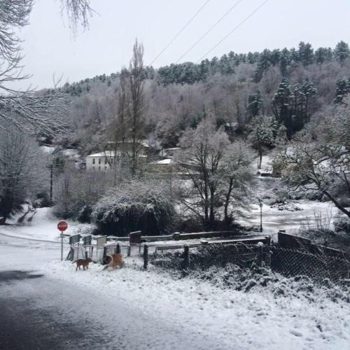 CaselaCasa Da Carme的一条有停机标志的雪覆盖道路和两只狗