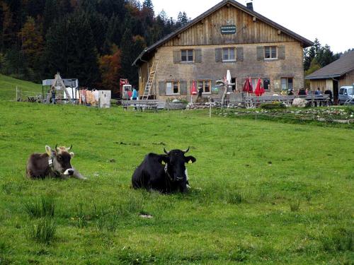 希蒂绍Jausenstation Neuschwand的两头奶牛躺在房子前面的田野里