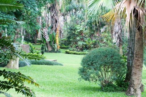 察嫩St George's Guest House的种植了绿色草和棕榈树的花园