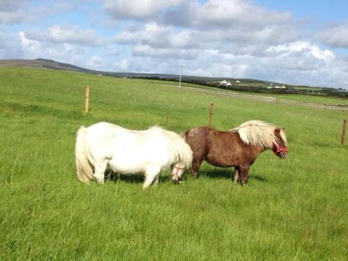 杜林Ceol na dTonnta的两匹小马站在草地上