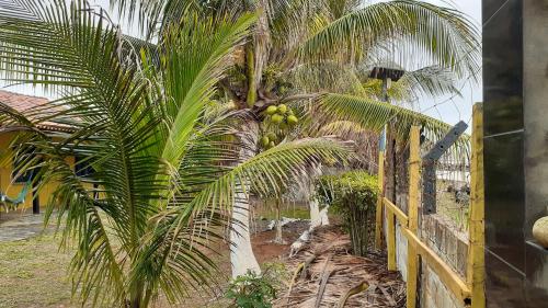 伊列乌斯Casa de Praia Ilhéus的棕榈树上放着一大堆水果