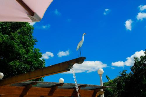 伦索伊斯Terra dos Diamantes Hotel的站在一座带喷泉的建筑顶上的白鸟