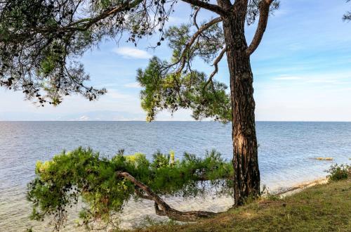 斯卡拉拉乔伊PineReef Blue的海滩上靠近水面的树