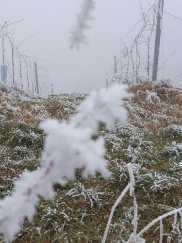 埃伦豪森Villa Carla的山坡上被雪覆盖,有草地和树木