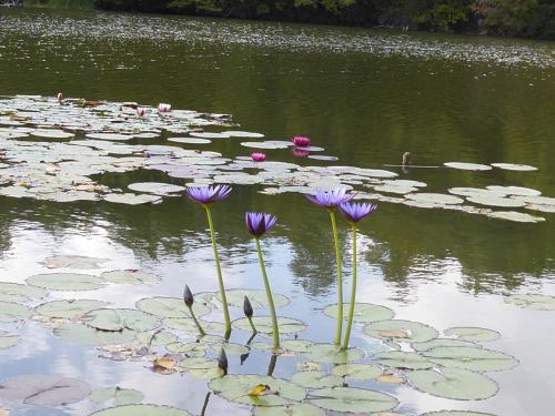 拉波拉诺泰尔梅Agriturismo San Bernardino Del Lago的一群紫色花在池塘里,上面有百合花垫