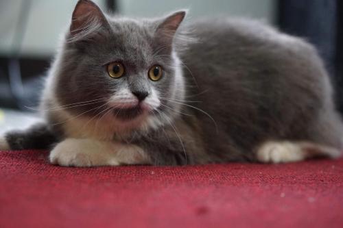 宿务梅的客乡之家公寓的一只灰色的猫坐在红地毯上