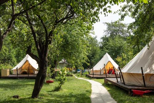 布拉索夫Dragonfly Gardens Urban Glamping Brasov的草上的小帐篷