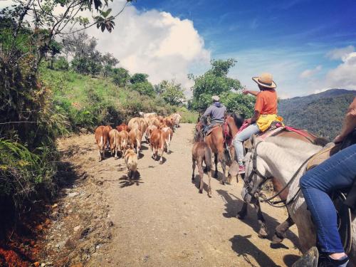 奥罗西Finca Queveri的一群人骑着马在土路上带牛