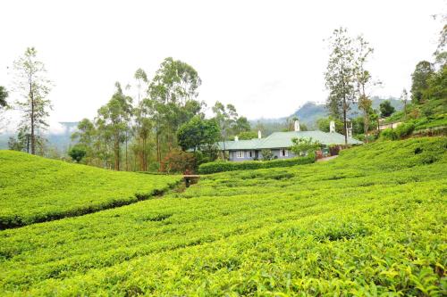 哈顿Ireby Tea Estate Bungalow的绿茶种植园顶部的房子