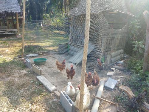 奥南海滩Meechok organic home的鸡舍里的一群鸡