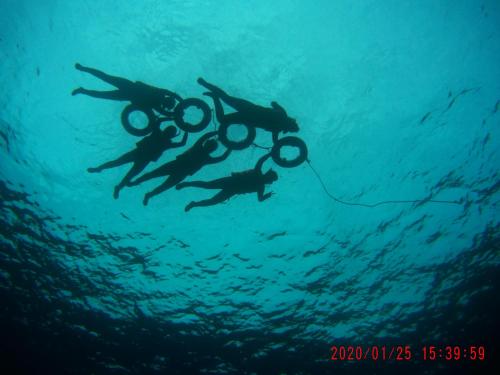 Lanyu蘭嶼小島觀海旅宿的两只 ⁇ 鱼在海洋中游泳