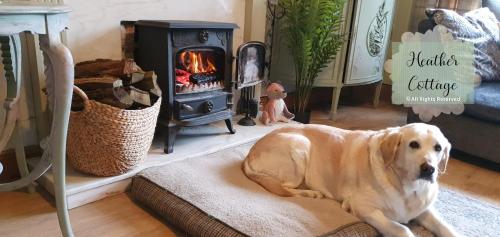 阿伯丁Heather Cottage Aberdeen的客厅里的一个壁炉里躺在沙发上的狗