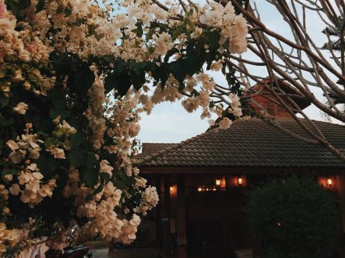 拜县宅•柚木青年旅舍的屋前有白色花的树