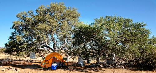 索利泰尔Namib Desert Campsite的田野里一些树下的橙色帐篷