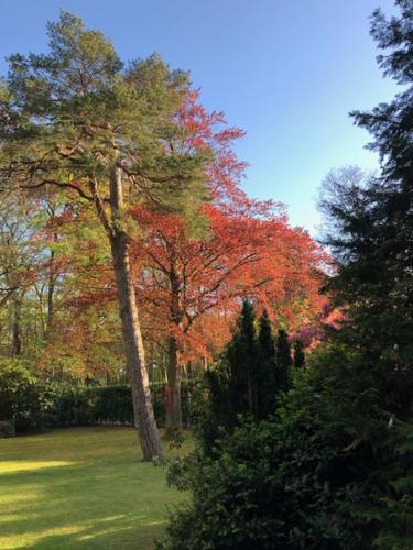 瓦瑟纳尔De Rode Beuk的公园里一棵树,树叶丰富多彩
