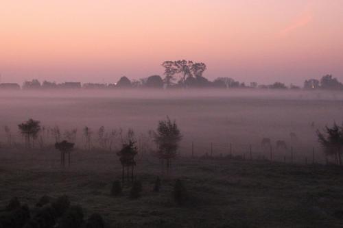 哈瑟尔特库切游玩住宿加早餐旅馆的落日时,在田野里放着奶牛的一片雾 ⁇ 的田野