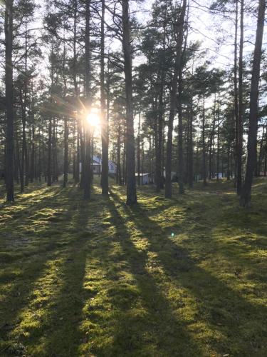 英斯约Villa near Åhus的阳光照耀着的森林