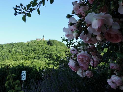 BarLes 5 Petits Lapins的一大束粉红色的玫瑰,背后是一座小山