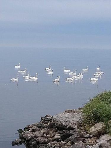 博里霍尔姆Takvåning-Borgholm的一群白鸟在水中游泳