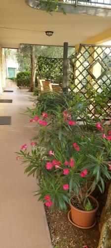 马尔切西内Hotel Casa Popi的天井上一群种有粉红色花的植物