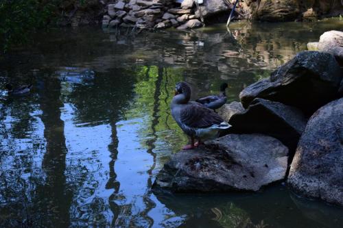 莫伊门塔达贝拉Quinta Sul America的两个鸭子站在池塘边的岩石上