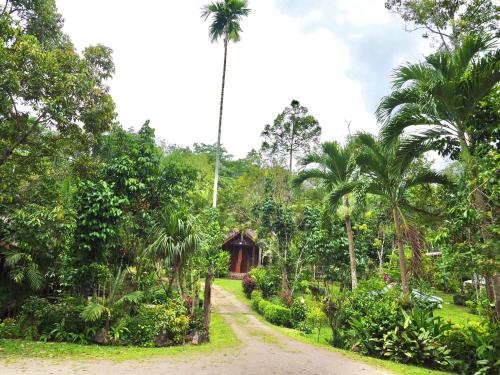 Ban Chieo KoBaan Pak Rim Kuaen Resort的一条穿过丛林的棕榈树路径