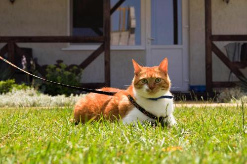 切尔诺莫斯克Три кошки的一只橙色和白色的猫在草地上皮带上