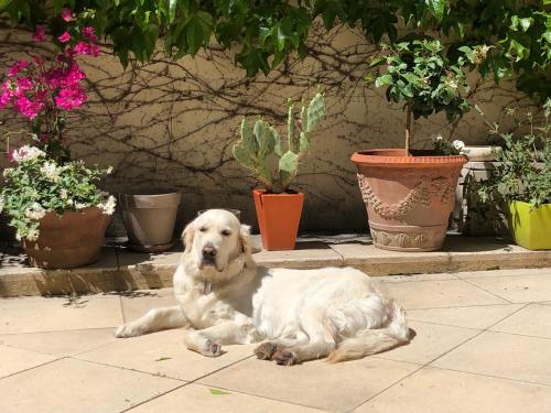 阿维尼翁德玛戈别墅住宿加早餐旅馆的一只白狗躺在地上,靠近盆栽植物