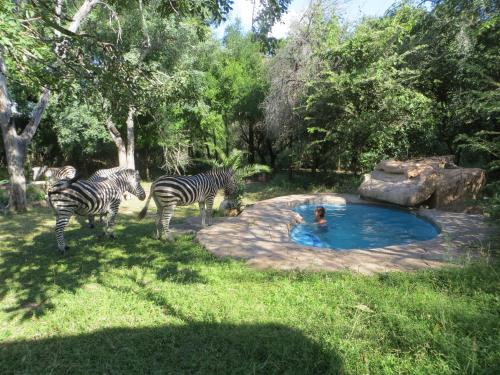 玛洛斯帕克Kruger Safari Animal Encounter的一群斑马站在一个游泳池周围