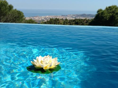 米哈斯Villa FenaVista的漂浮在蓝色水面上的白色花