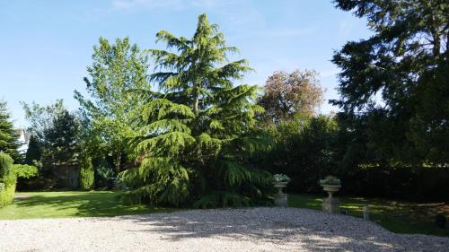阿克斯明斯特Kerrington House的院子中间的一棵大松树