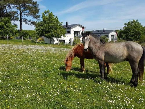 巴登Gîtes & Tiny houses Les Hauts de Toulvern的两匹马站在草地上