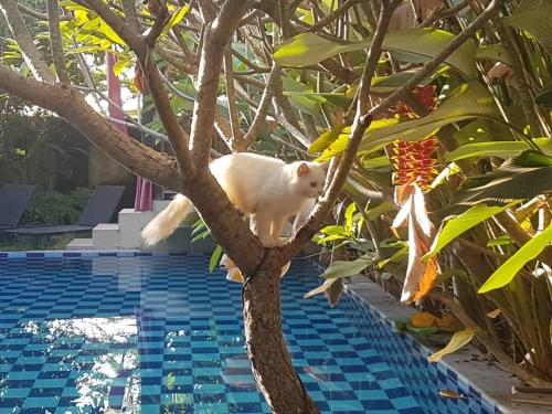 日惹罗瑟诺别墅的坐在游泳池旁的树上的一个白猫