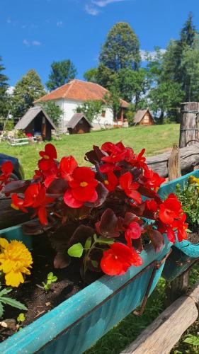 新瓦罗什Etno domacinstvo Saponjic的蓝色长凳上的一束红色鲜花