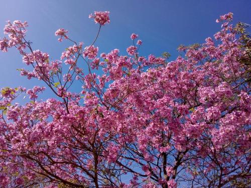 福尔摩沙WINTER Departamentos Temporarios的两棵树,天空上有粉红色的花朵