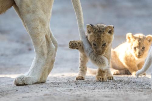 格拉罕镇帕姆巴私人野生动物保护区酒店的一只小狮子 ⁇ 在妈妈旁边走