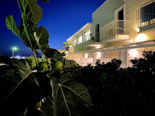兰佩杜萨Hotel Sole的一座在晚上在前面种植植物的建筑