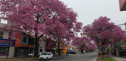 圣多美Departamento Santo Tome centrico的一条有树木和粉红色花卉的城市街道