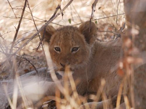 Grietjie Game ReserveMbizi Bush Lodge的一只小狮子 ⁇ 坐在草地上