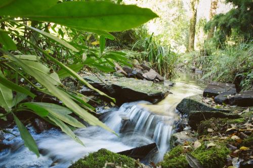 特鲁罗奇卡拉旅馆的森林中种有岩石和植物的溪流