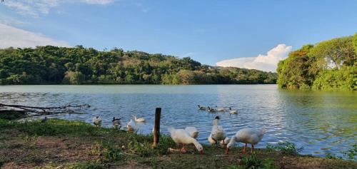 林多亚Suítes Laure的一群鸟站在湖岸边