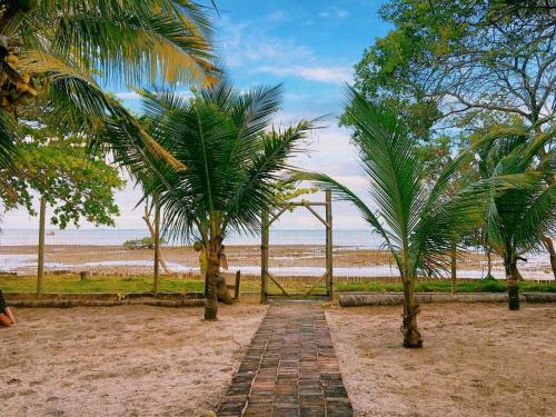 库穆鲁沙蒂巴Pousada São Francisco的一条通往拥有两棵棕榈树的海滩的小路