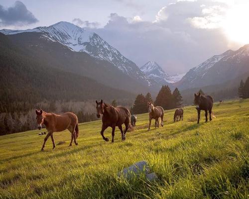 AltaThe Wild Game Inn的一群马在山地里跑
