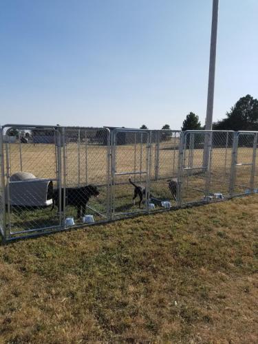 WinonaJudy's bed and Breakfast的两只狗站在田野围栏后面