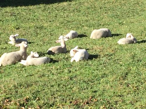 格雷兴Chalet Safran的一群山羊躺在草地上